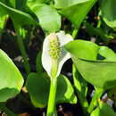 Calla palustris - Sumpfkalla