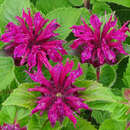Monarda 'Melua Burgundy' - Indianernessel