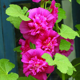 Alcea rosea 'Pleniflora violett'