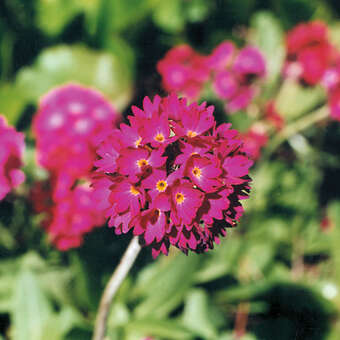 Primula denticulata 'Rubin'