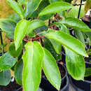 Actinidia arguta 'Prince Jumbo' - Japanische Honigbeere, Kokuwa (männlich)