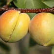 Prunus armeniaca 'Ananas Marille': Bild 2/4