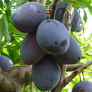 Prunus domestica 'Cacaks Frühe' - Zwetschke