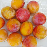 Prunus domestica 'Mirabelle von Nancy' - Kriecherl