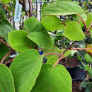 Actinidia deliciosa 'Tomuri' - Kiwi (männlich)