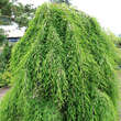 Taxodium distichum 'Cascade Falls': Bild 1/1