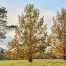 Metasequoia glyptostroboides - Urweltmammutbaum