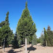 Juniperus chinensis 'Keteleeri': Bild 4/5