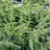 Juniperus communis 'Adam' männlich - Männlicher Heidewacholder