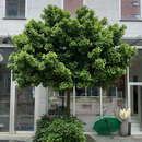 Ginkgo biloba 'Mariken' - Kugel-Ginkgo