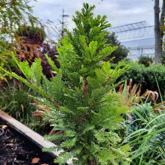 Taxodium distichum 'Peve Minaret'