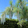 Pinus schwerinii: Bild 7/10