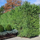 Cupressocyparis leylandii 'Jade' - Riesenzypresse