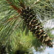 Pinus schwerinii: Bild 8/10