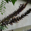 Amorpha fruticosa: Bild 1/6