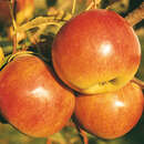 Malus domestica 'Idared' - Winterapfel