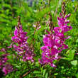 Indigofera heterantha: Bild 3/3