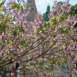 Paulownia tomentosa: Bild 4/16