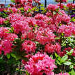 Azalea Großblumig - rosa: Bild 4/6