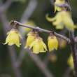 Chimonanthus praecox: Bild 3/4