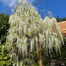 Wisteria floribunda 'Shiro-noda' ('Longissima Alba') - Blauregen