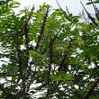 Amorpha fruticosa: Bild 6/6
