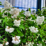 Deutzia crenata 'Pride of Rochester' - Deutzie, Maiblumenstrauch