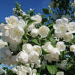 Philadelphus 'Virginal': Bild 3/4