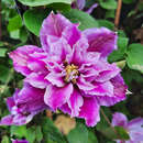 Clematis 'Piilu' - Waldrebe