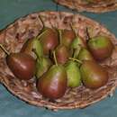 Pyrus communis 'Nordhäuser Winterforellenb.' - Winterbirne