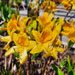 Azalea pontica (Rhododendron luteum): Bild 2/5