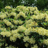 Rhododendron Hybride - gelb PG2 - Rhododendron