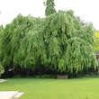 Fagus sylvatica 'Pendula': Bild 7/8