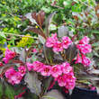 Weigela 'Alexandra': Bild 2/5