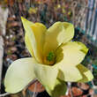 Magnolia 'Goldstar': Bild 7/10