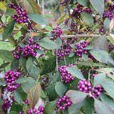 Callicarpa bodinieri giraldii - Schönfrucht