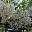 Wisteria brachybotrys 'Shiro-kapitan': Bild 4/5