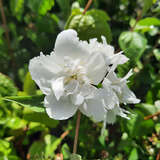 Philadelphus 'Schneesturm' - Pfeifenstrauch, Falscher Jasmin