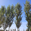 Populus nigra 'Italica': Bild 2/4