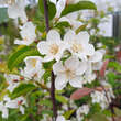 Malus 'Calocarpa': Bild 3/8