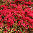 Azalea Japan Hybride - rot: Bild 3/4