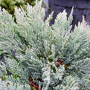 Juniperus horizontalis 'Blue Chip' - Blauer Kriechwacholder
