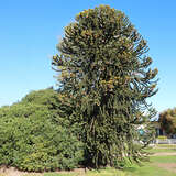 Araucaria araucana - Chilenische Küstentanne