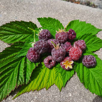 Rubus idaeus 'Glen Coe'