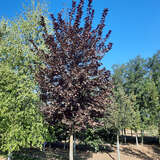 Prunus virginiana 'Shubert' - Rotblättrige Traubenkirsche