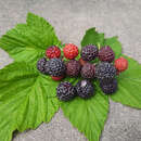 Rubus idaeus 'Black Jewel' - Himbeere