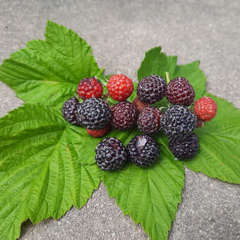 Rubus idaeus 'Black Jewel'