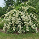 Sambucus nigra - Schwarzer Holunder