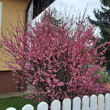 Prunus triloba - Mandelröschen