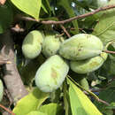Asimina triloba 'Sweet Alice' - Pawpaw, Indianerbanane